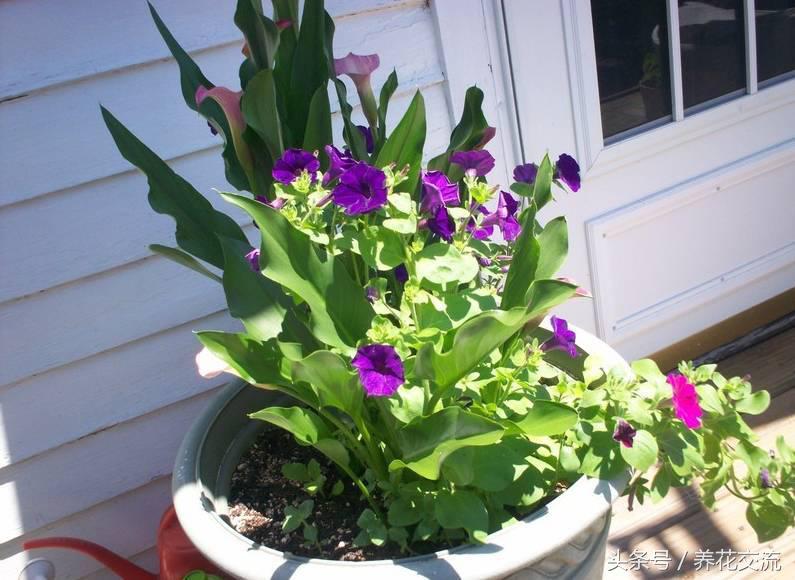 马蹄莲能在室内养吗,马蹄莲是否适合在家养