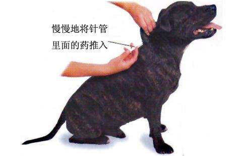 狗狗打疫苗要注意的事项和禁忌,专家回应打疫苗误区