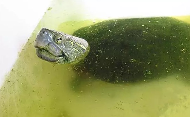 大头母草龟怎么养,怎么挑选大头草龟