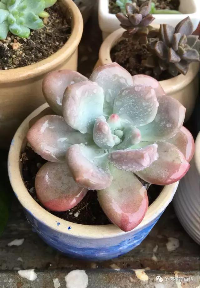 11岁小肉友的投稿：当多肉遇见盛夏的那场雨