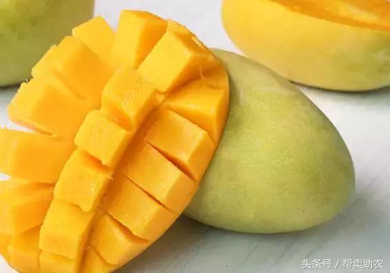 这个教师节，我要送芒果界的“巨无霸”