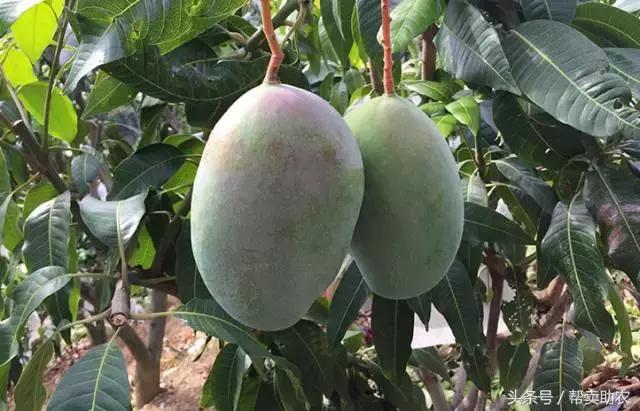 这个教师节，我要送芒果界的“巨无霸”