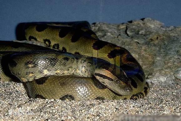 12生肖中牛是大属相还是小属相,在12生肖中哪个属相是最好的