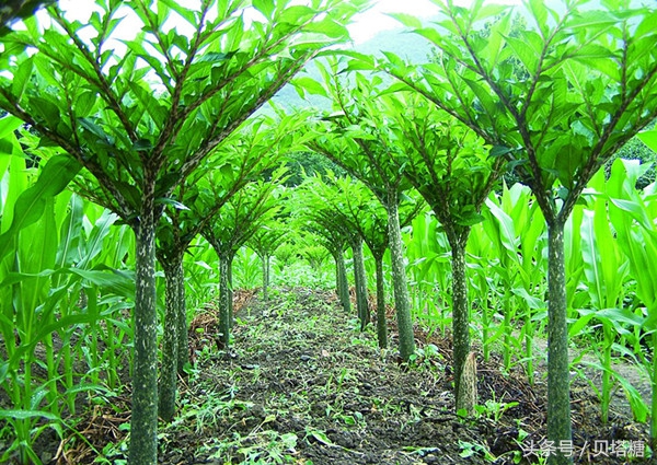 什么蔬菜使胰岛素分泌得最快,哪几种蔬菜属于天然的胰岛素
