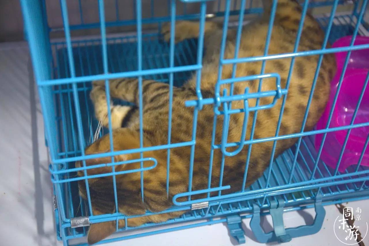 逛花鸟鱼虫市场的视频,逛各种花鸟市场