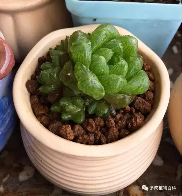 11岁小肉友的投稿：当多肉遇见盛夏的那场雨