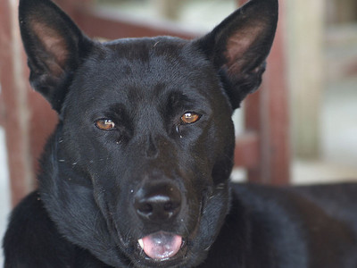 黑狗辟邪的真实例子,黑狗牙辟邪的故事