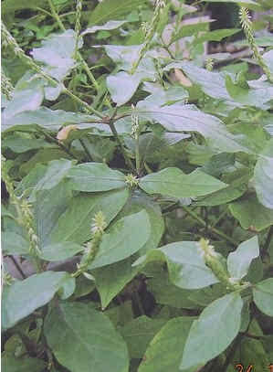 潮汕青草药别名,潮汕青草药别名大全