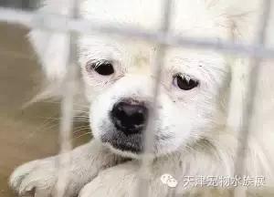 上海流浪狗幼崽被打死,上海宠物狗被打死爱狗人士