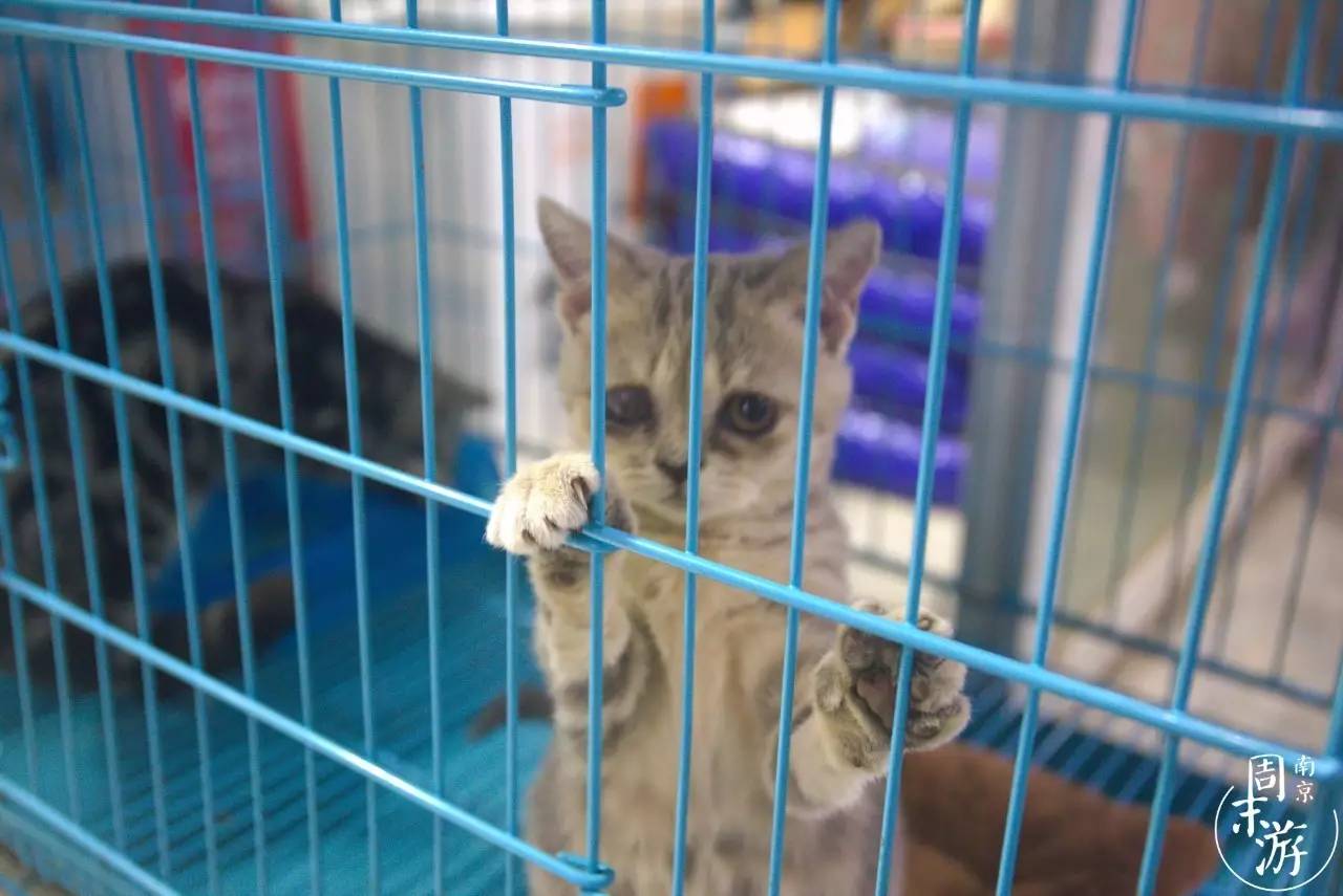 逛花鸟鱼虫市场的视频,逛各种花鸟市场