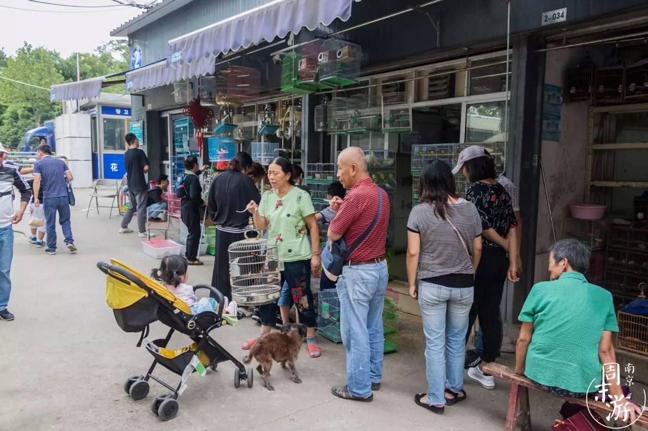 逛花鸟鱼虫市场的视频,逛各种花鸟市场