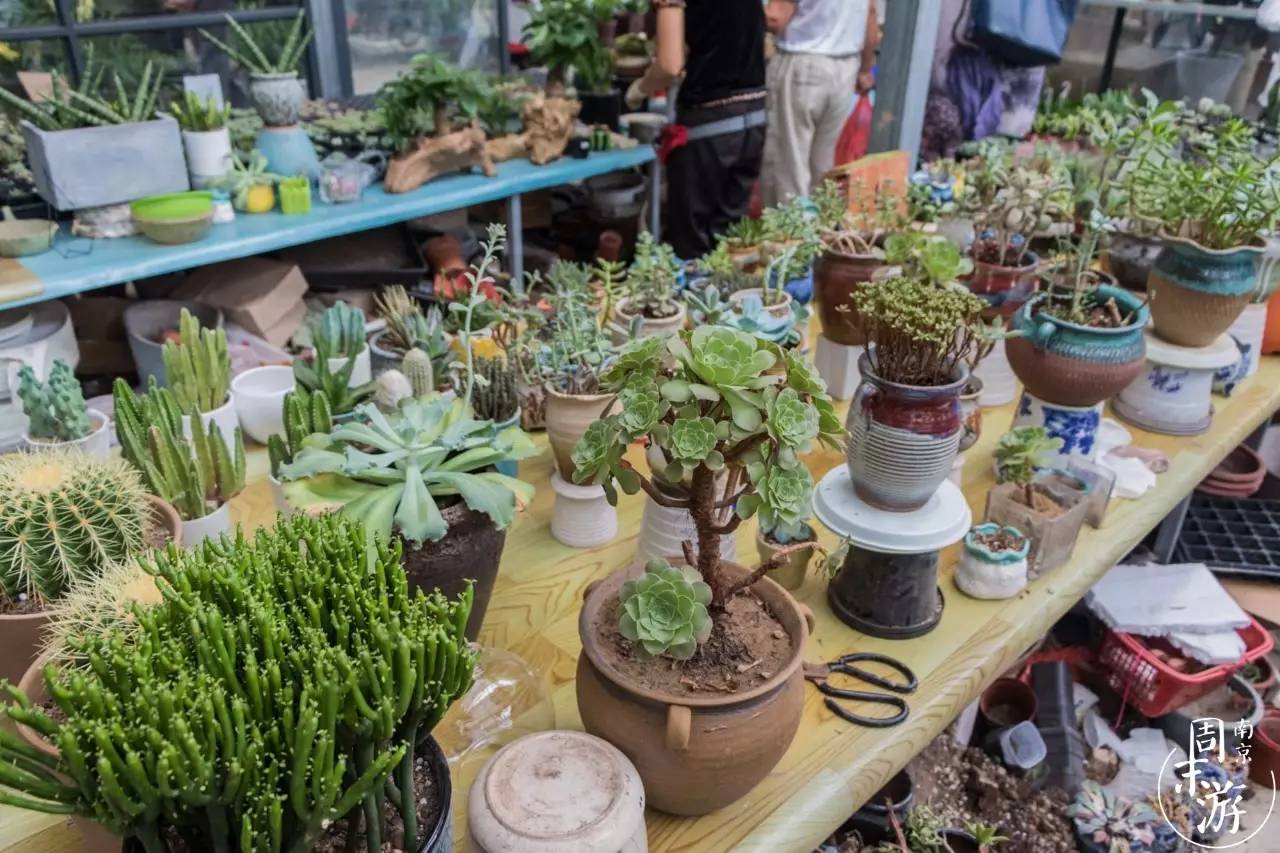 逛花鸟鱼虫市场的视频,逛各种花鸟市场