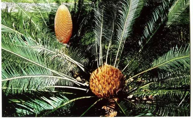 苏铁的产地分布,苏铁原产在哪里