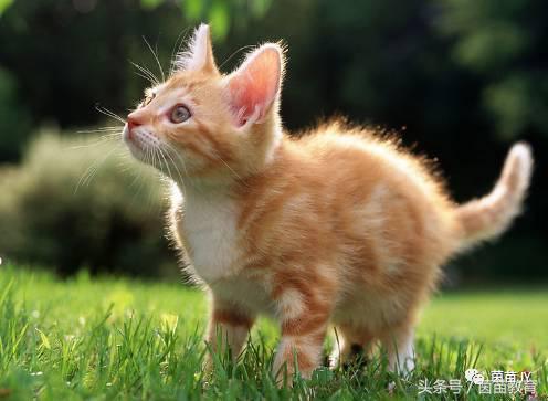 有趣的动物二年级口语交际猫,二年级作文有趣的动物200字左右