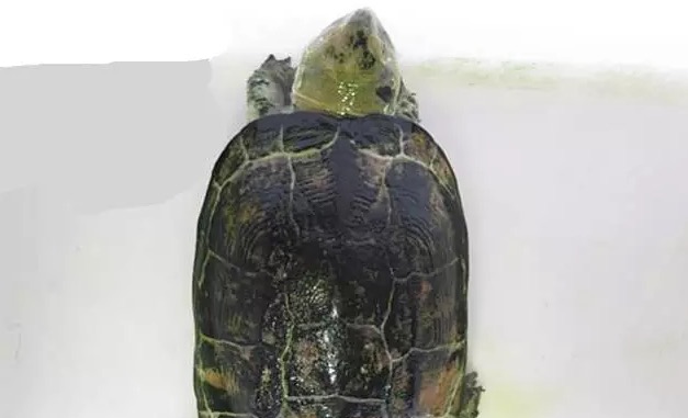 大头母草龟怎么养,怎么挑选大头草龟