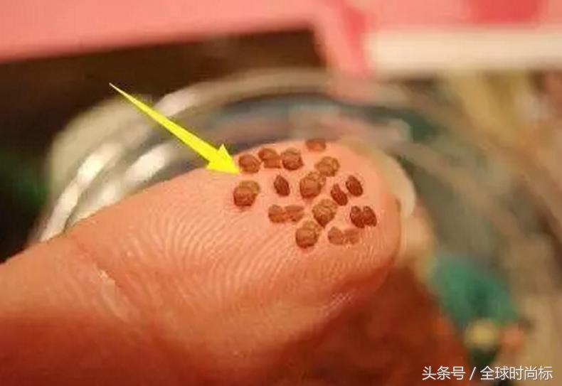 你知道怎么样可以快速晒黑吗,不怕晒黑小秘诀