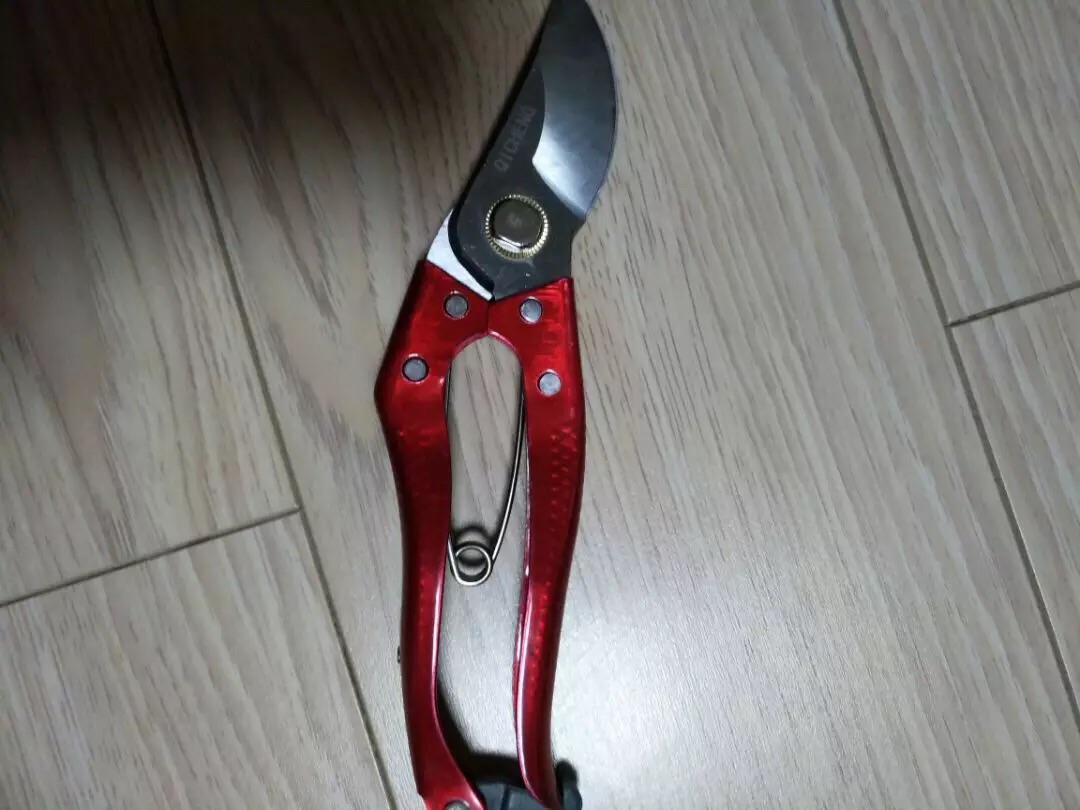 做盆景挖树桩什么时间好,挖树桩什么时候做盆景好