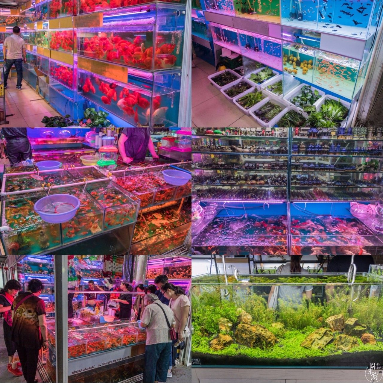 逛花鸟鱼虫市场的视频,逛各种花鸟市场