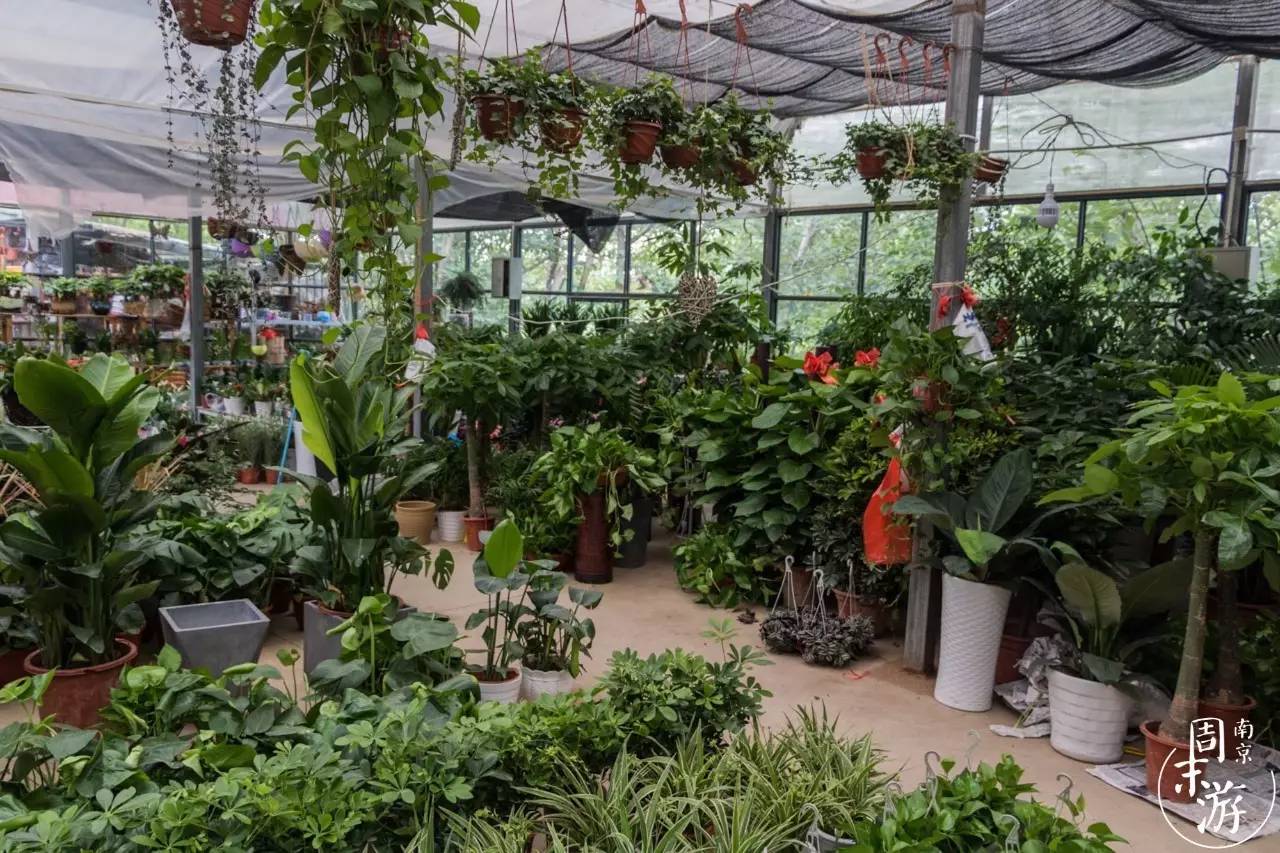 逛花鸟鱼虫市场的视频,逛各种花鸟市场