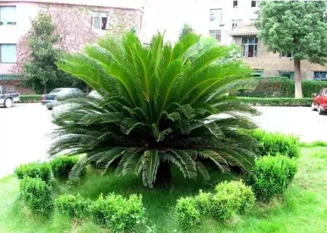 苏铁的产地分布,苏铁原产在哪里