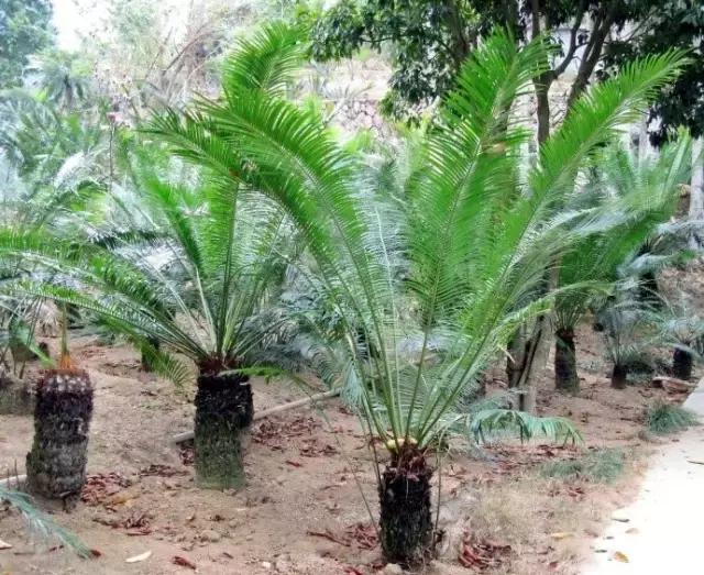 苏铁的产地分布,苏铁原产在哪里