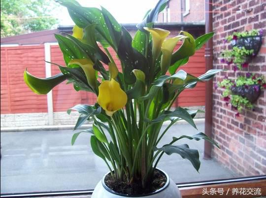 马蹄莲能在室内养吗,马蹄莲是否适合在家养