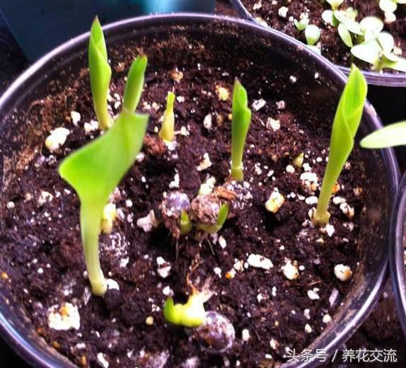 马蹄莲能在室内养吗,马蹄莲是否适合在家养