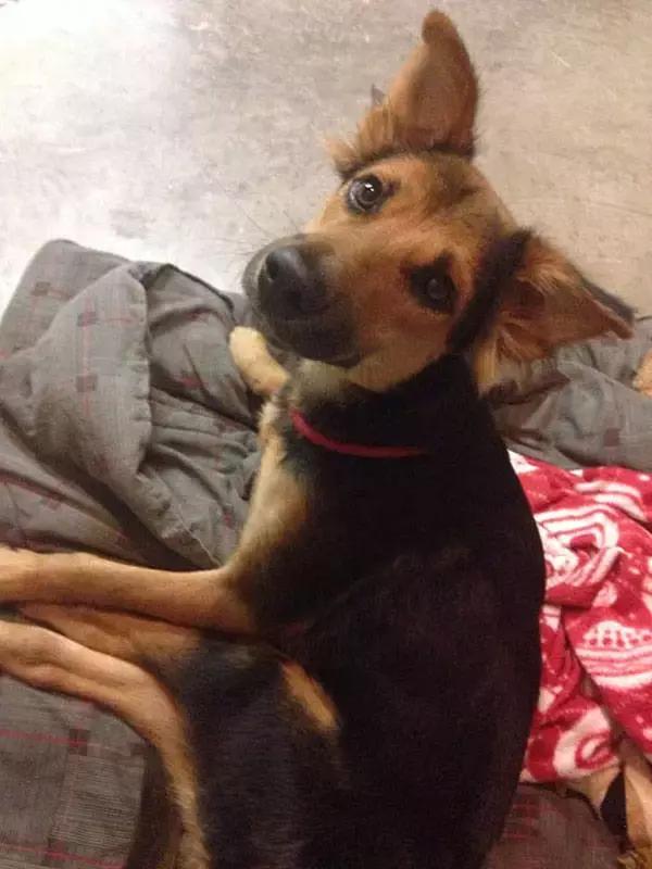 上海流浪狗幼崽被打死,上海宠物狗被打死爱狗人士