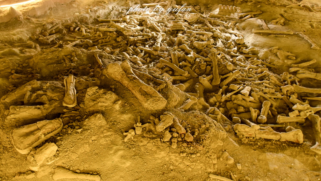 中国被称为恐龙之乡的地方在哪,哪里被誉为中国北方恐龙之乡