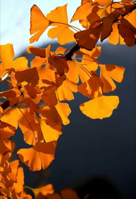 苏轼行香子秋与全文,苏轼行香子秋与