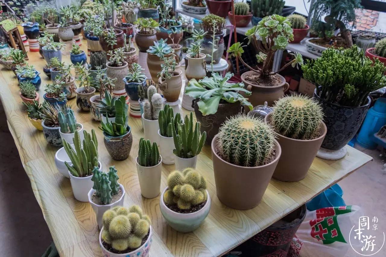 逛花鸟鱼虫市场的视频,逛各种花鸟市场