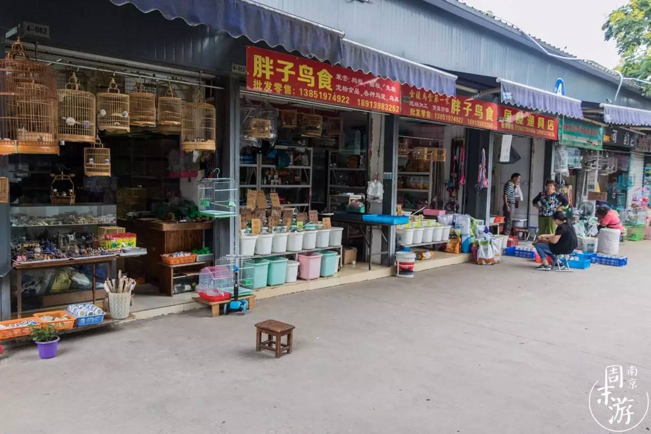 逛花鸟鱼虫市场的视频,逛各种花鸟市场