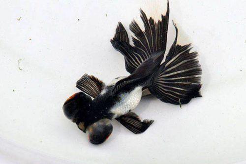 金鱼中最好养的种类有哪些,金鱼种类哪个最好养