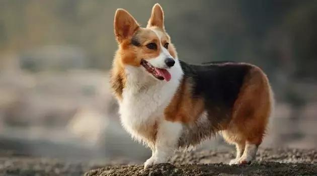 狗狗肠道出血会自愈吗,狗狗肠道破裂怎么治疗