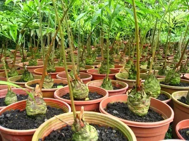 苏铁的产地分布,苏铁原产在哪里