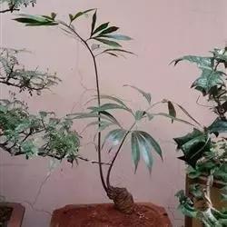 苏铁的产地分布,苏铁原产在哪里