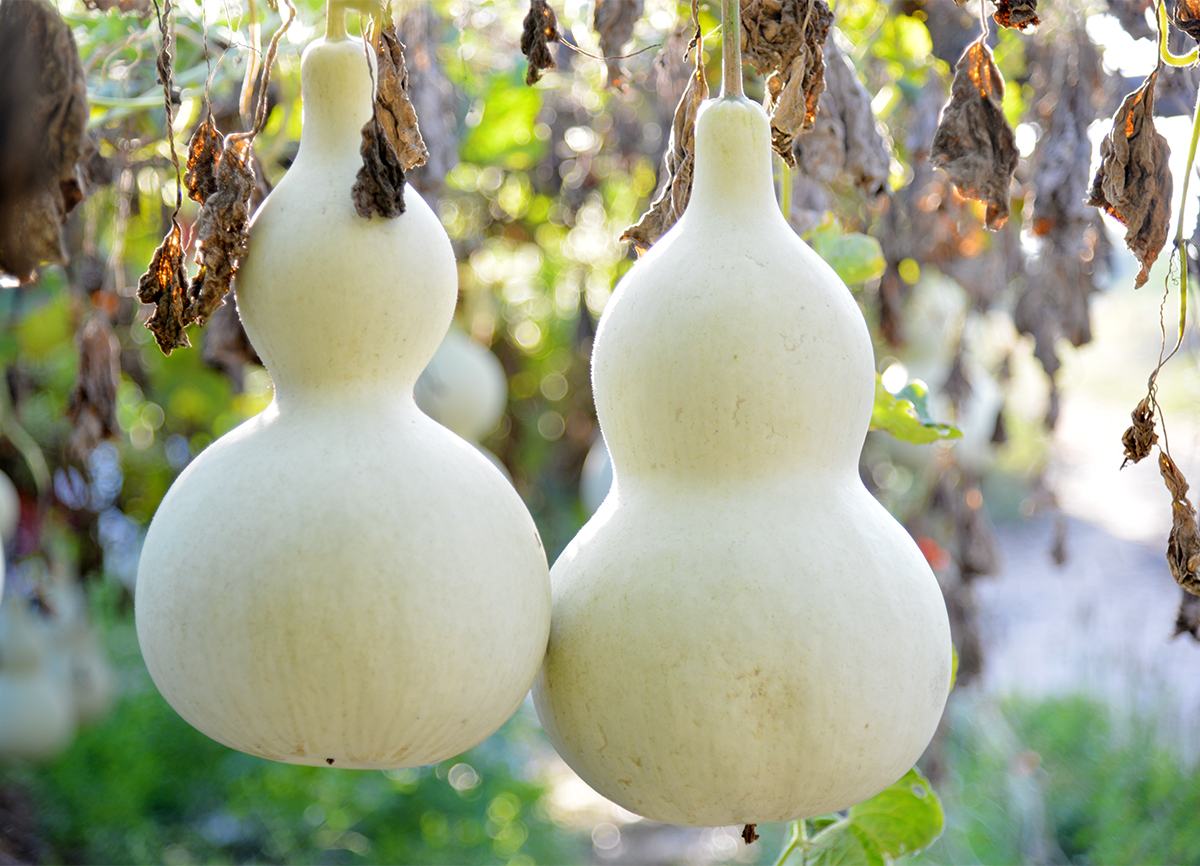 现代版的《葫芦娃》在咱南贾镇上鲁村精彩实景演出，您也过来看看