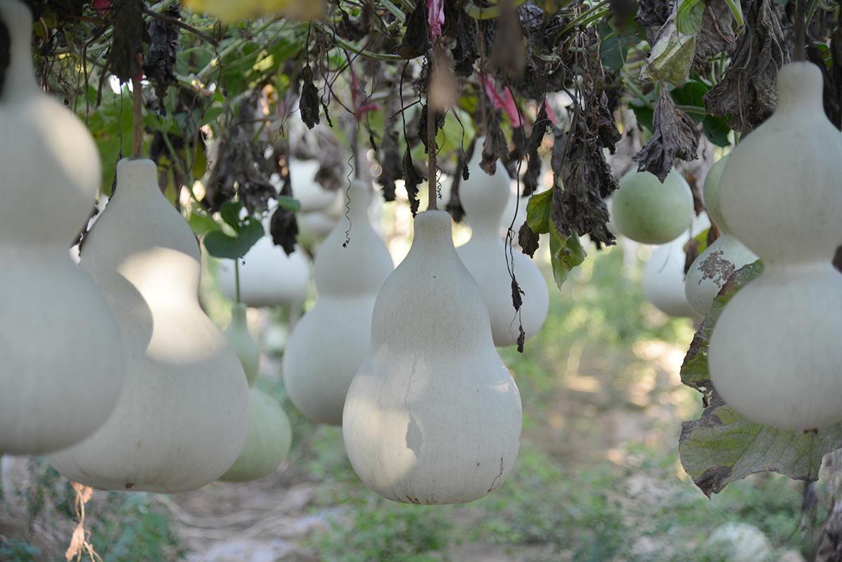 现代版的《葫芦娃》在咱南贾镇上鲁村精彩实景演出，您也过来看看