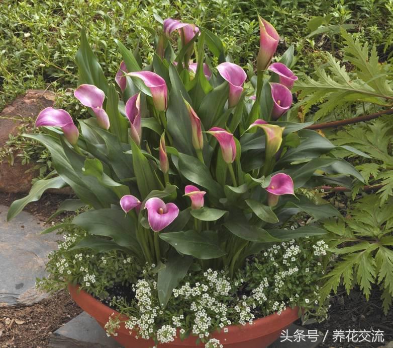 马蹄莲能在室内养吗,马蹄莲是否适合在家养