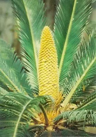 苏铁的产地分布,苏铁原产在哪里