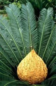 苏铁的产地分布,苏铁原产在哪里