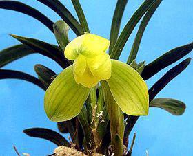 兰花的品种天逸荷,兰花天逸荷特点