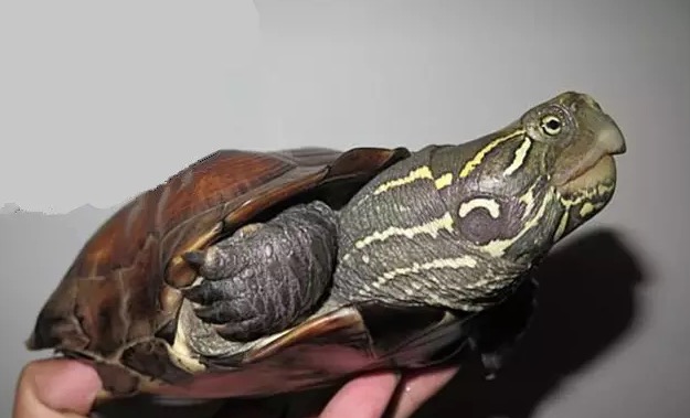 大头母草龟怎么养,怎么挑选大头草龟