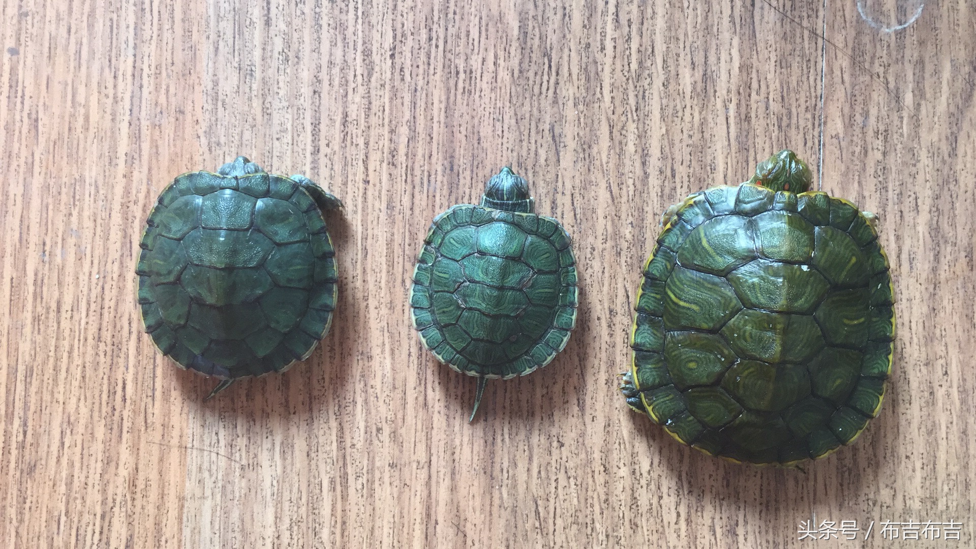 致龟友的一篇乱养乌龟血泪史