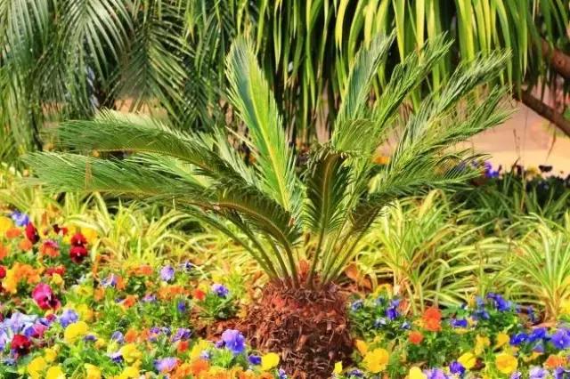 苏铁的产地分布,苏铁原产在哪里