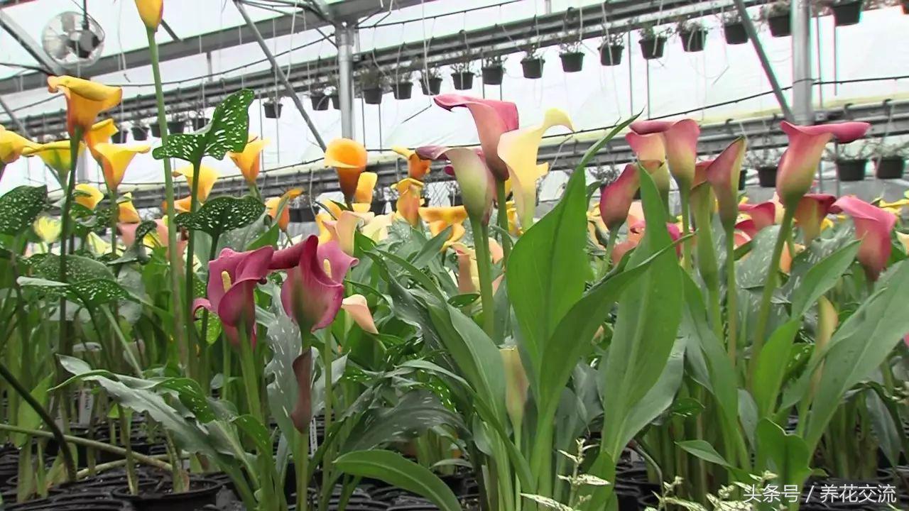 马蹄莲能在室内养吗,马蹄莲是否适合在家养