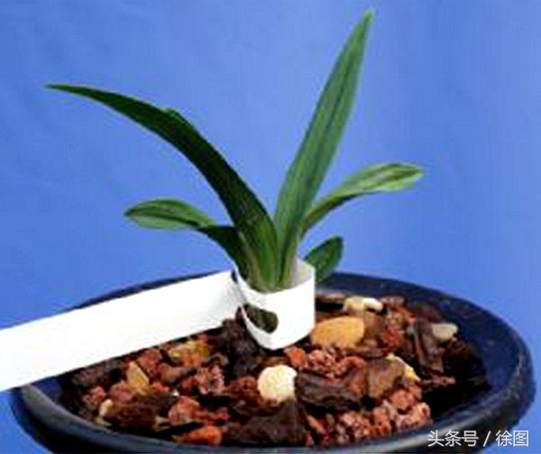 兰花的品种天逸荷,兰花天逸荷特点