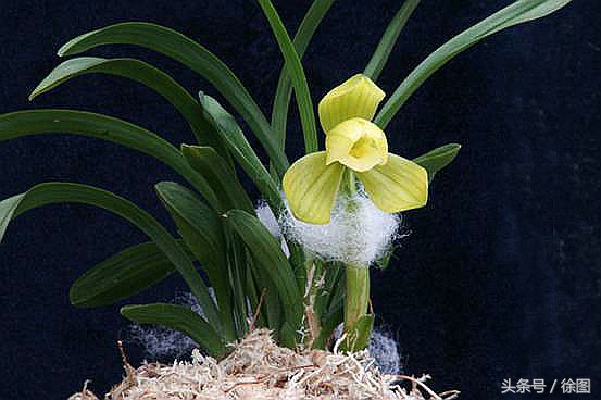 兰花的品种天逸荷,兰花天逸荷特点