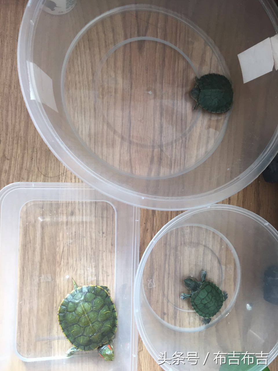 致龟友的一篇乱养乌龟血泪史