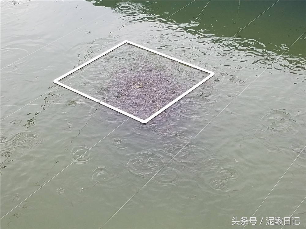 龙虾泥鳅黄鳝养殖一亩多少钱,养殖泥鳅一亩赚多少钱